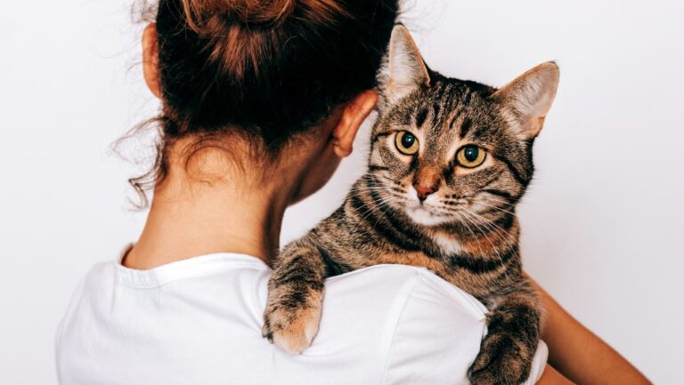 De toekomst van de kat