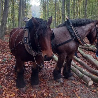 Brabantse trekpaarden Gaasbeek