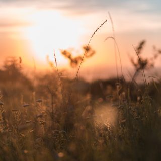 pexels-bogdan-dirică-2569170