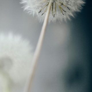 pexels-n-voitkevich-4641689