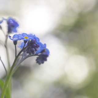 Myosotis,-,Forget-me-not,-,Bos-vergeet-me-nietje